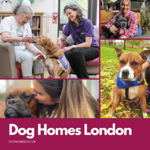 dog homes rescue shelters london
